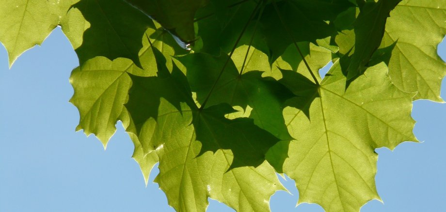 Blätter eines Spitzahornbaumes