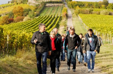 Im Vordergrund eine kleine Wandergruppe einer Weinwanderung mit Weinprobe. Im Hintergrund sieht man die vom Herbst verfärbten Weinberge.