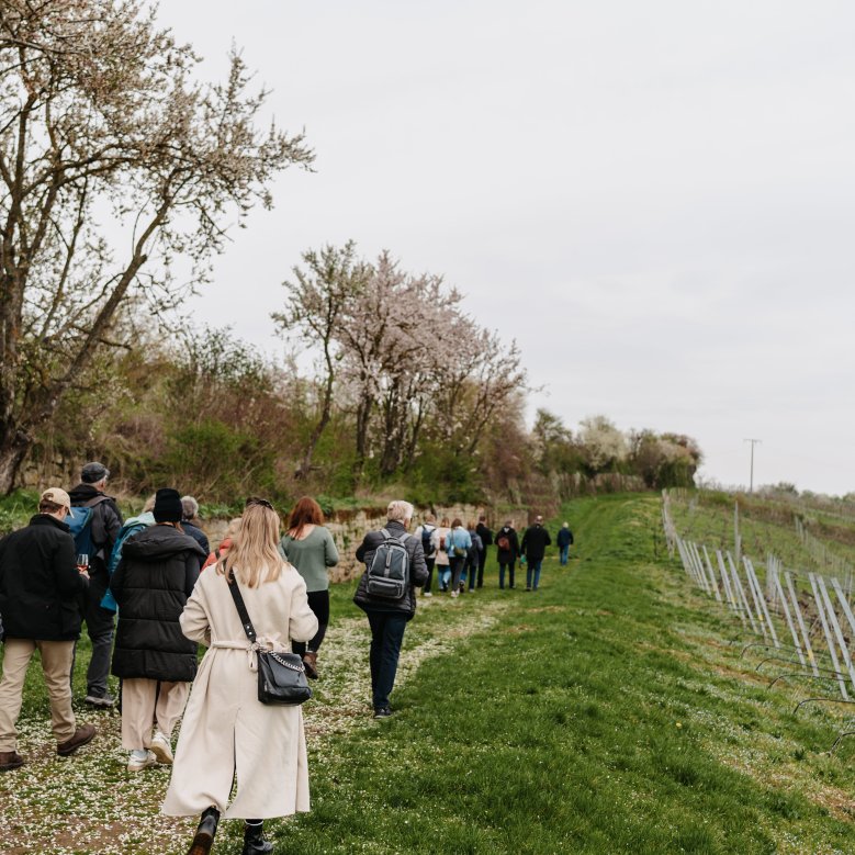 Gästeführung "Hoheitliche Weinwanderung"